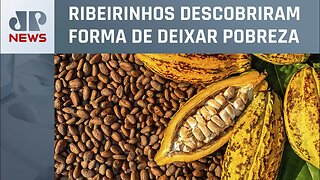 Cacau: O ouro da Amazônia - As características exclusivas da fruta