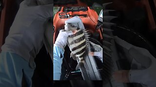 3 Drops 3 Sheepshead #shorts #shortvideo #sheepshead