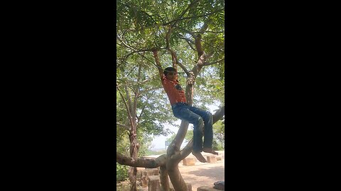 hang and swing on tree