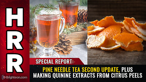 Pine needle tea SECOND update, plus making quinine extracts from citrus peels
