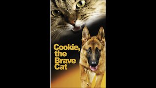 Cookie, the Brave Cat