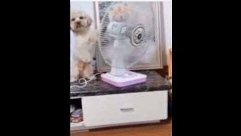 Super Cute Funny Dogs Making You Laugh At Heart | Pet Loverriffic