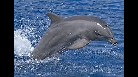 Dolphins 🐬Are Cute But Deadliest Fish In The World