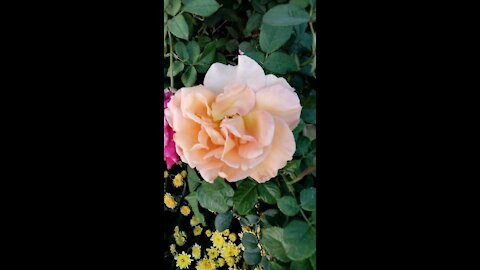 Beautiful flowers natural beauty in my garden 2021/12/19