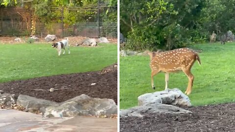 Puppy, kitty & fawn all play together in the backyard