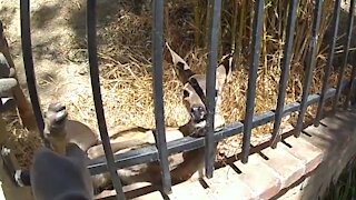 Glendale Police rescue deer trapped in fence