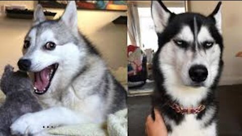 Husky Dog Cuet Funny moments