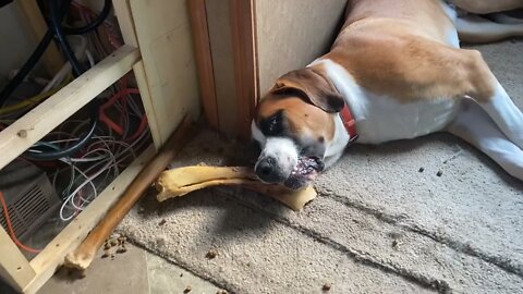 Clyde fell asleep chewing on his bone - Great Dane / St. Bernard