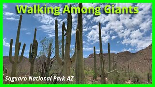Walking Among Giants: Saguaro National Park AZ