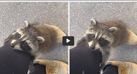 Wild baby raccoon climbs up woman's leg