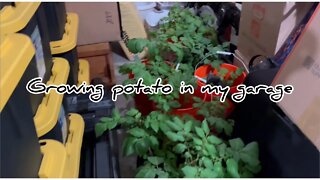 My Potato experiment￼#hedgehogshomestead