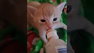 Kitten Chandler drinking bottle