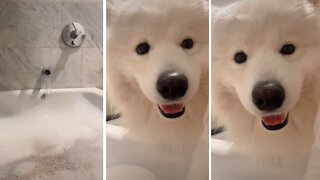 Samoyed Doesn't Respect Owner's Personal Space During Bath Time