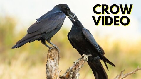 Crow Video With Sound By Kingdom Of Awais