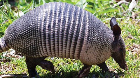 Look at this Texas Armadillo that I saw this morning eating