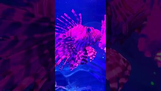 Majestic Lion Fish #summerloadingwithyoutube #shorts