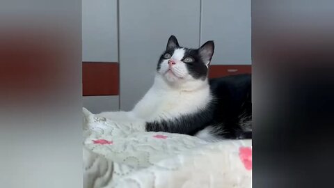 My favourite cat video🤗😗 soo Funny dog 🥰😋