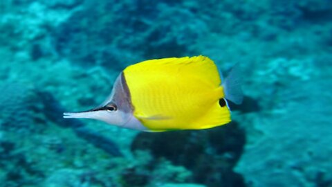 Amazing yellow fish video#short