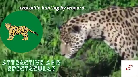 Leopard attack the crocodile