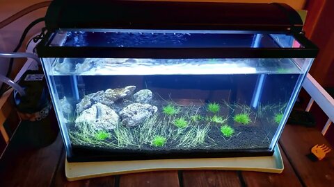 REVIEW: Greenpro Dwarf Hairgrass Live Aquarium Plant Tissue