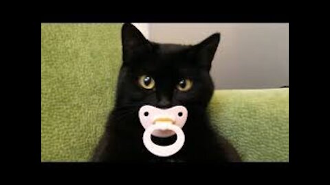 Lovely Cat, funny cats, funny cat videos