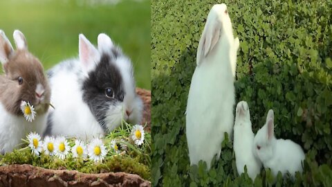 My Bunny rabbit not Playing, Eating With Kids in the Field Funny moments