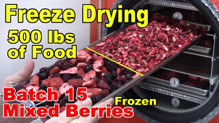 Freeze Drying Your First 500 lbs of Food - Batch 15 - Mixed Berries, Frozen