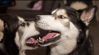 Husky/Malamute Shocked To Hear Best Friend Is Coming To Play