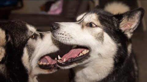 Husky/Malamute Shocked To Hear Best Friend Is Coming To Play