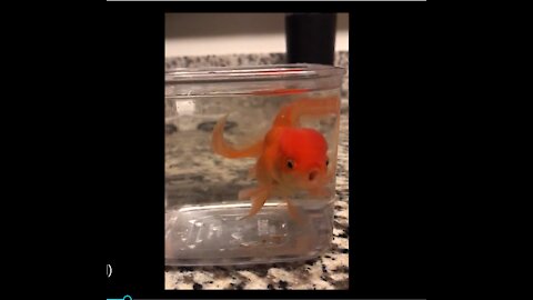 Goldfish demands dog to rescue him from bowl.