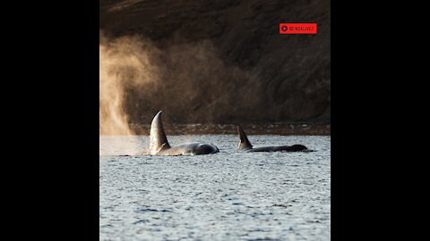 Orcas surprise a tourist in Puerto Madryn