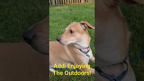 Addi is enjoying the outdoors #dogdaysofsummer