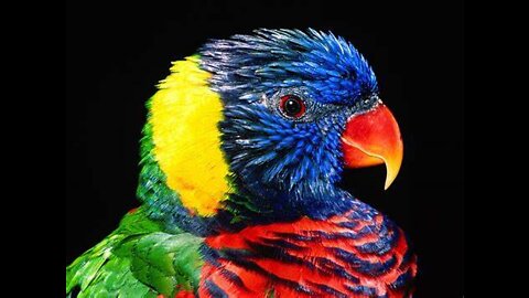 "Blue and Yellow Parrot" "Royalty Free Video Footage"