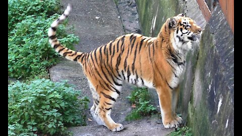 Amur tiger wants to be friends