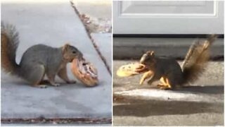 Squirrels fight over large pastry
