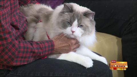 A Can't-Miss Cat Show in Our Area