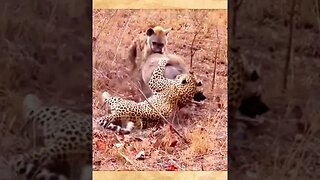 Nature's Brutality: A Leopard and Hyena Hunt and Kill a Warthog #shorts
