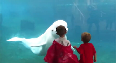 Funny beluga whale says Hello to a baby.