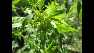 Early Season Nectar Source Golden Alexanders May 2022