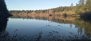 Ducks on Beaver Lake