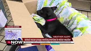 Detroit Pit Crew rescues dogs abandoned in severe weather conditions