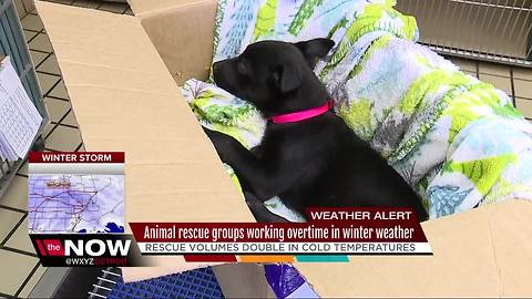 Detroit Pit Crew rescues dogs abandoned in severe weather conditions