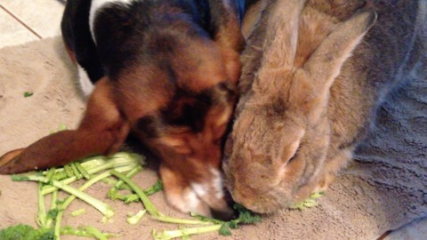Sneaky Dog Has Some Serious Sharing Issues When It Comes To Kale