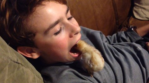 Baby Chick Practices Being A Dentist