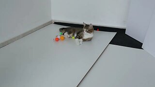 Cat Reaction to Many Colorful Balls