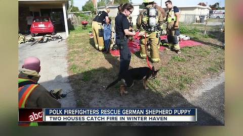 Polk County firefighters save a German Shepherd puppy from a house fire