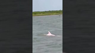 A man on a fishing trip in Louisiana spotted what appeared to be a rare, pink dolphin.