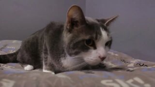 "Jay" - blind 7yr old kitty | Niagara SPCA Adoption Focus