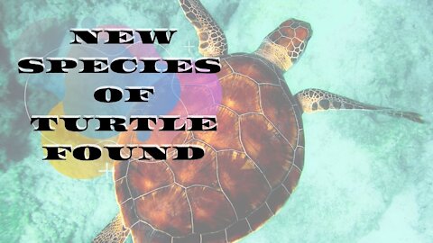 NEW SPECIES OF TURTLE FOUND