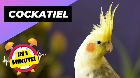 Cockatiel - In 1 Minute! 🦜 The Perfect Feathered Companion? | 1 Minute Animals